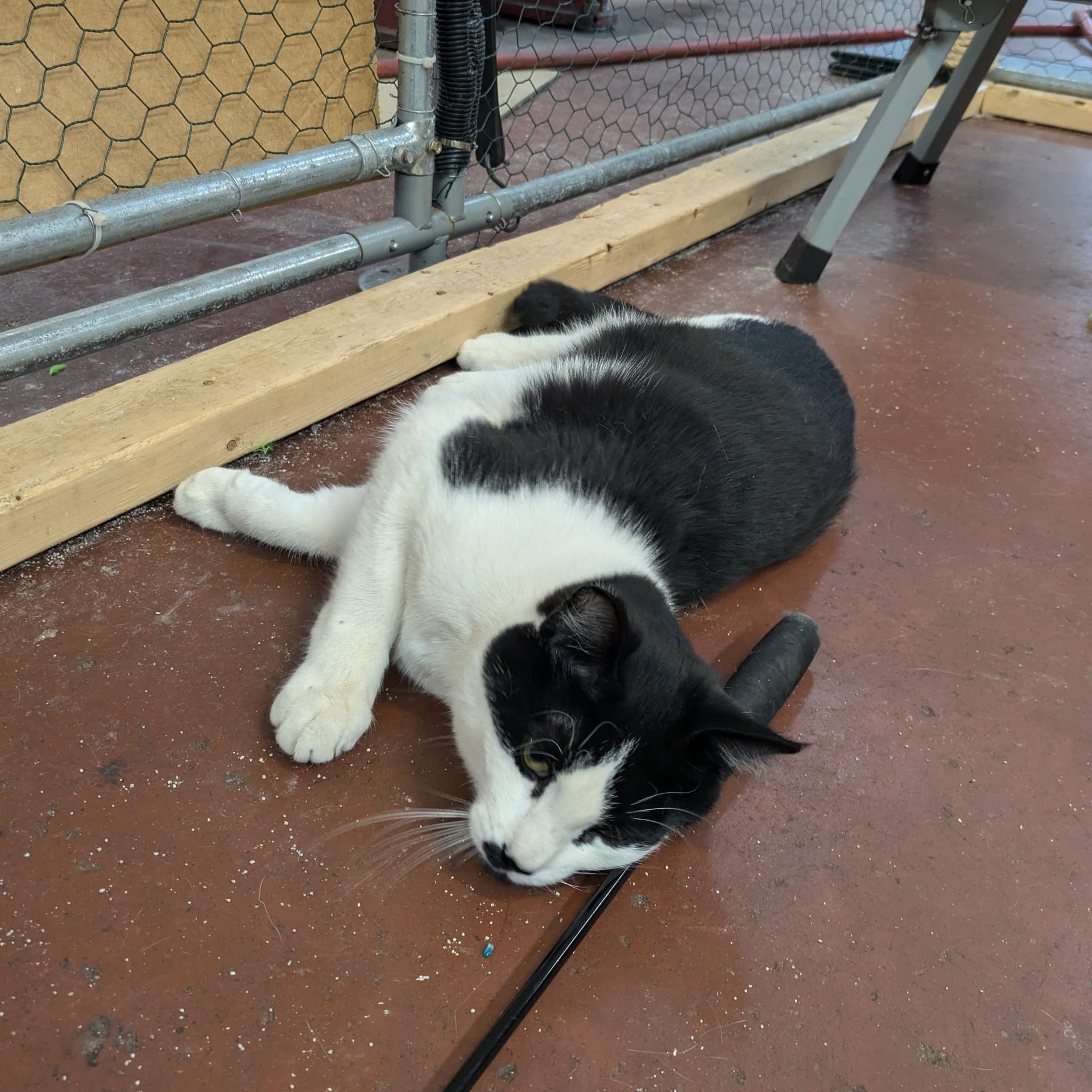 Linus, Adoptable, Young Male American Shorthair.