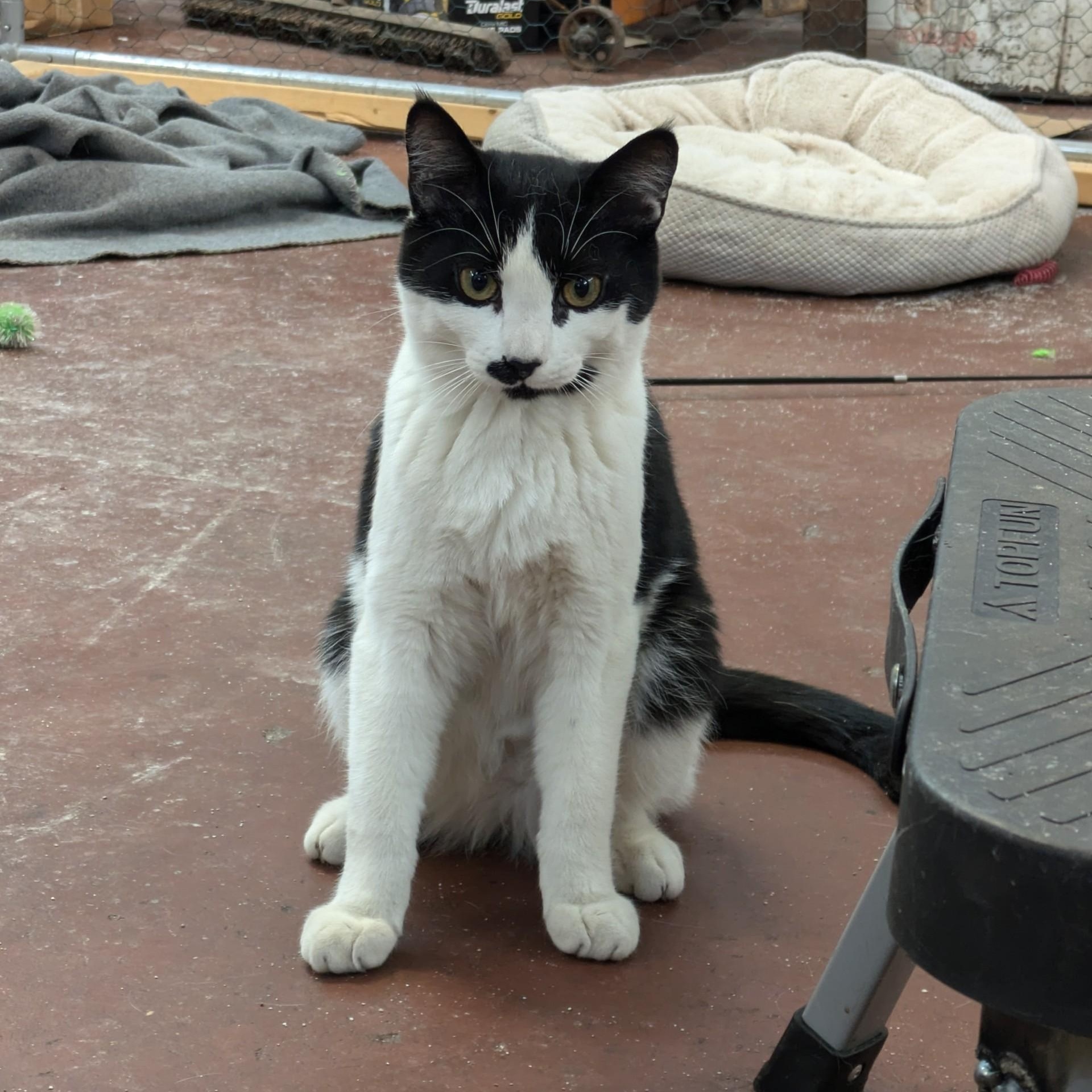 Linus--No Adoption Fee!, Adoptable, Young Male American Shorthair.