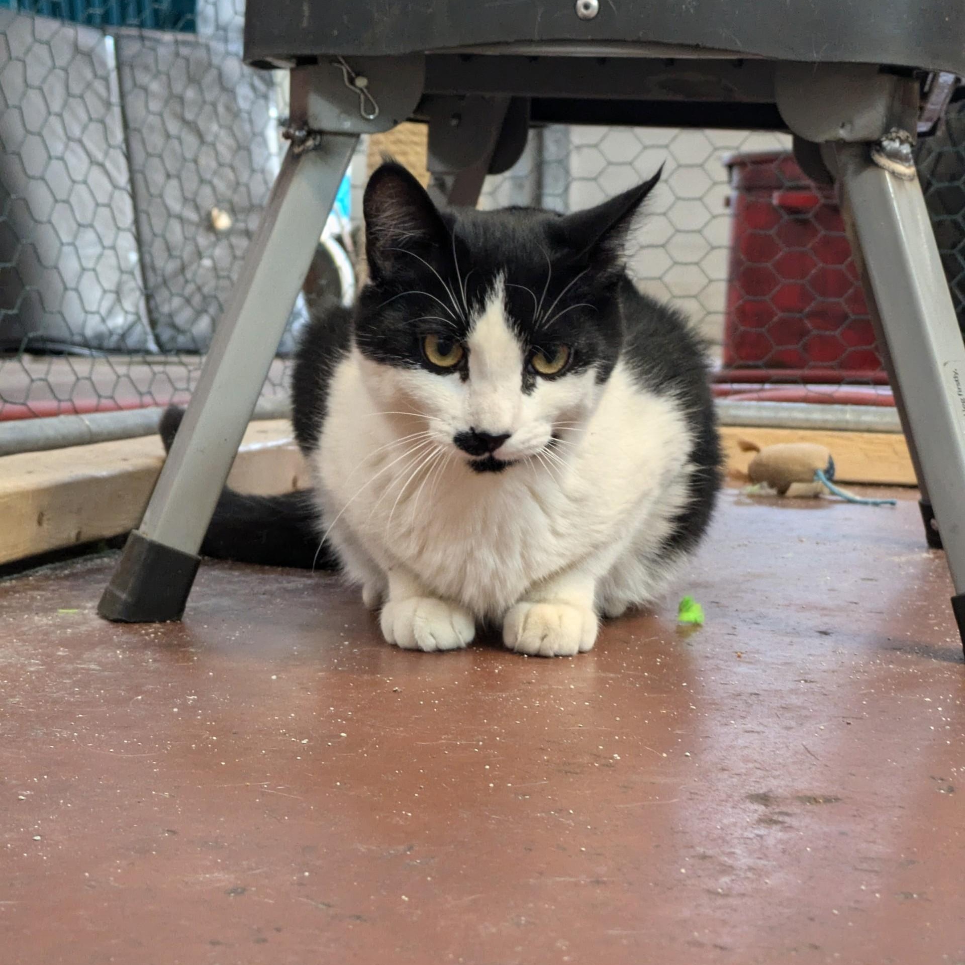 Enlarge Linus, a Adoptable American Shorthair in Danbury, CT image 3/6