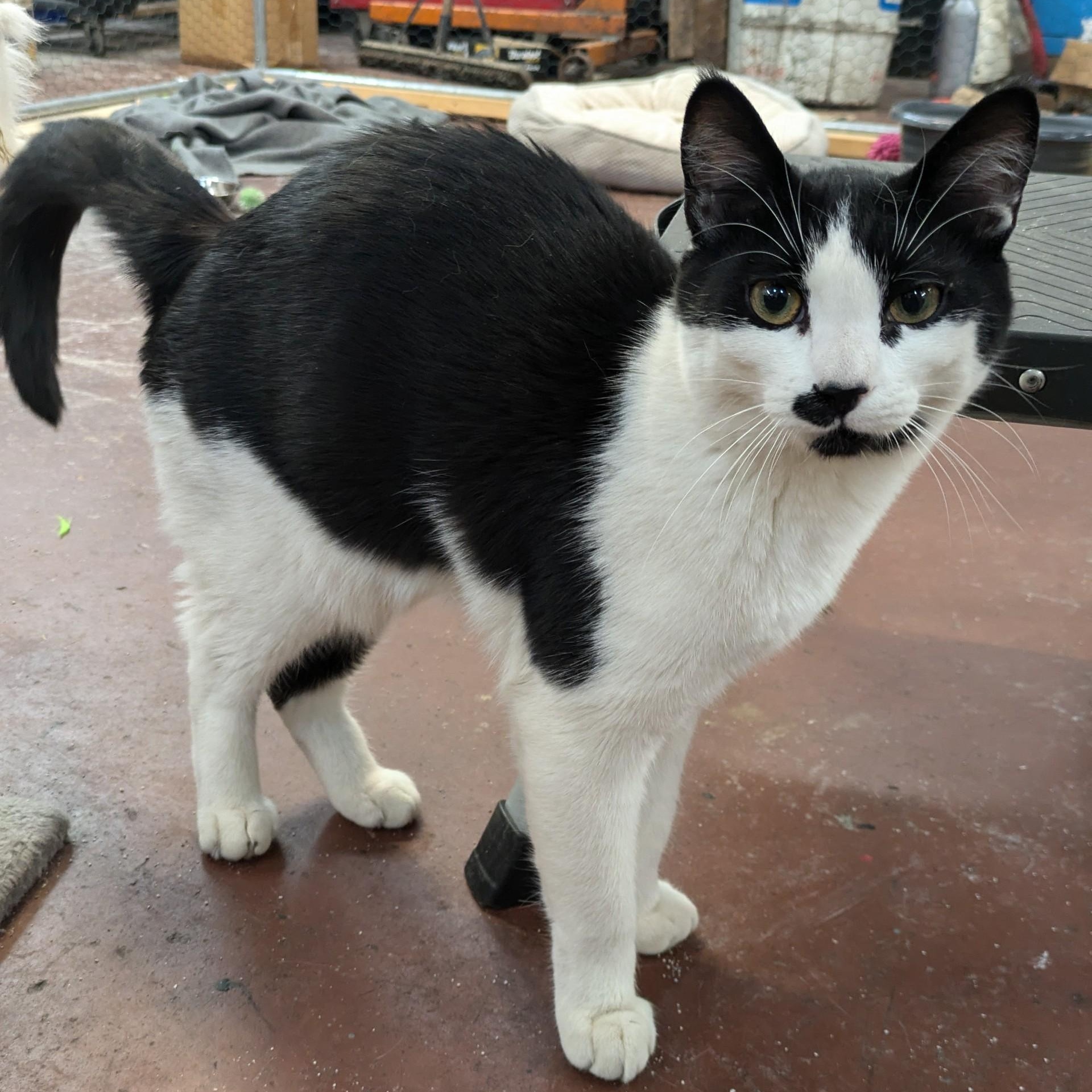 Linus
