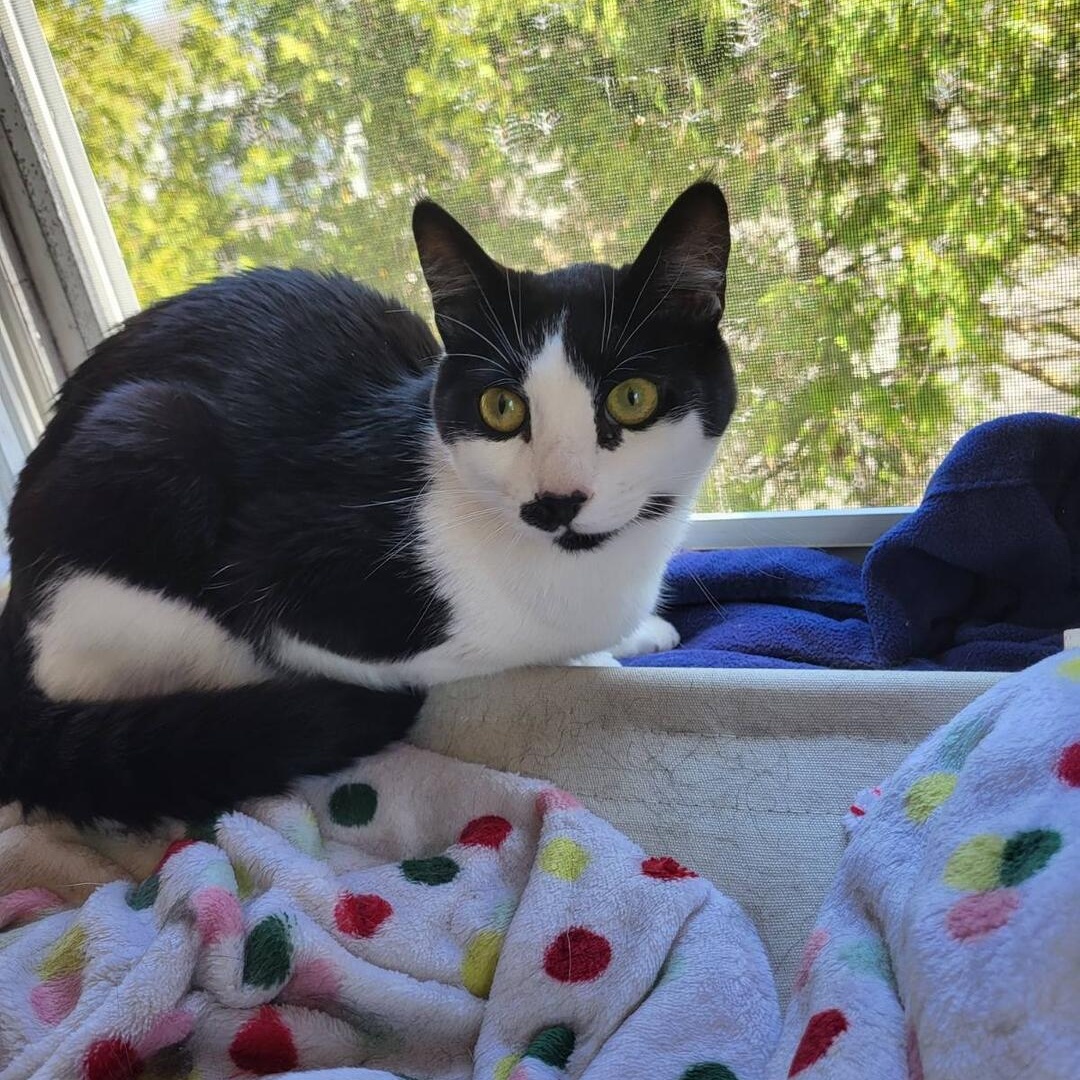 Linus 3