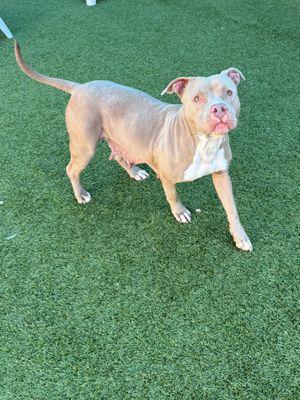 Estella **Courtesy Post. Out of town pet. See below for details**