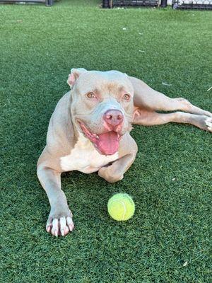 Estella **Courtesy Post. Out of town pet. See below for details**