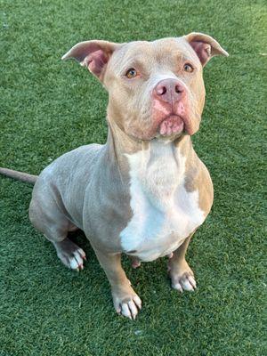 Estella **Courtesy Post. Out of town pet. See below for details**