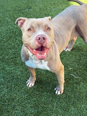 Estella **Courtesy Post. Out of town pet. See below for details**