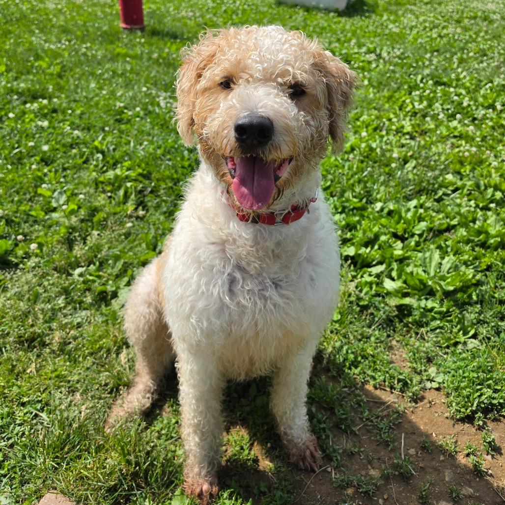 Bentley, a Adoptable mixed breed in Easton, PA image 1/5