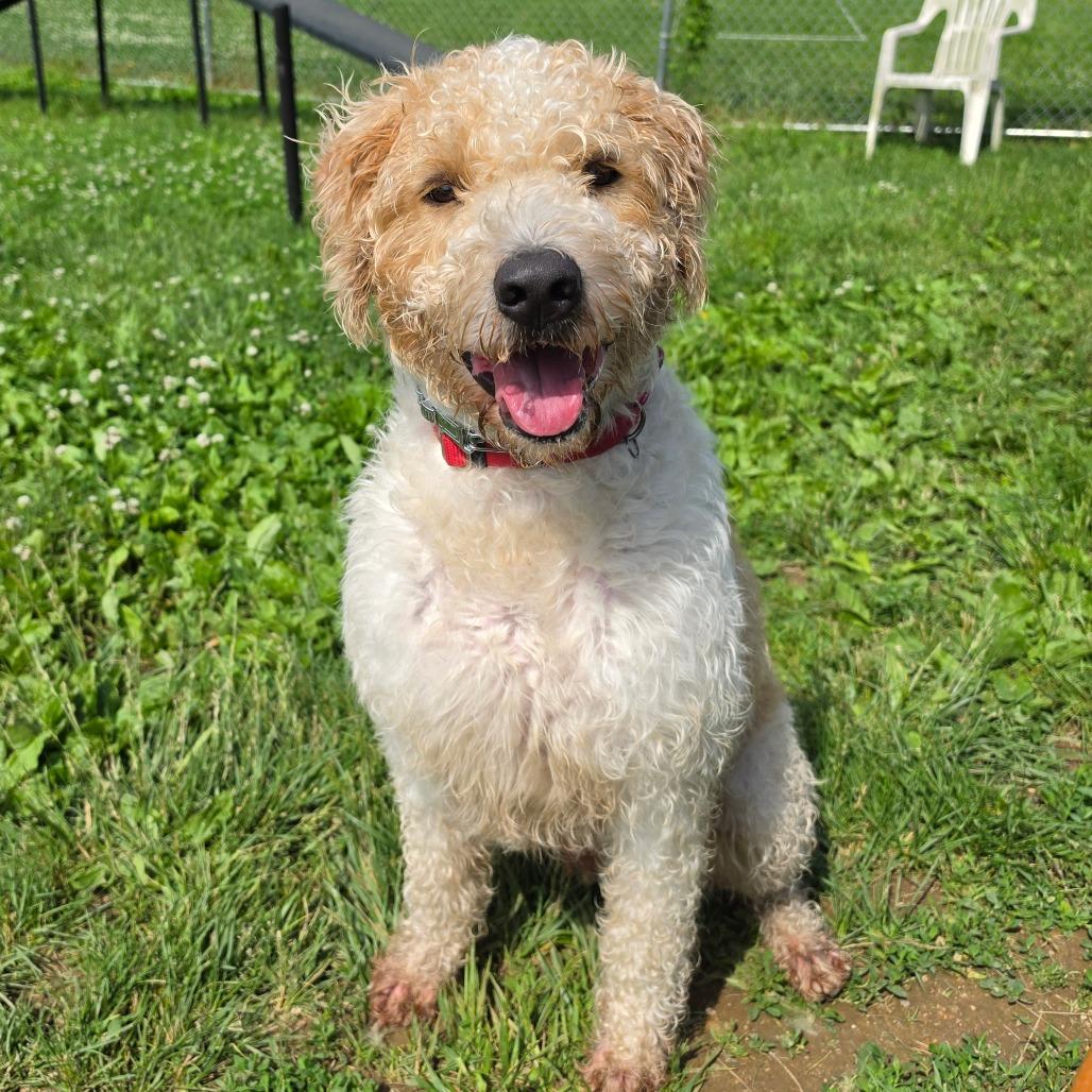 Bentley, a Adoptable mixed breed in Easton, PA image 3/5