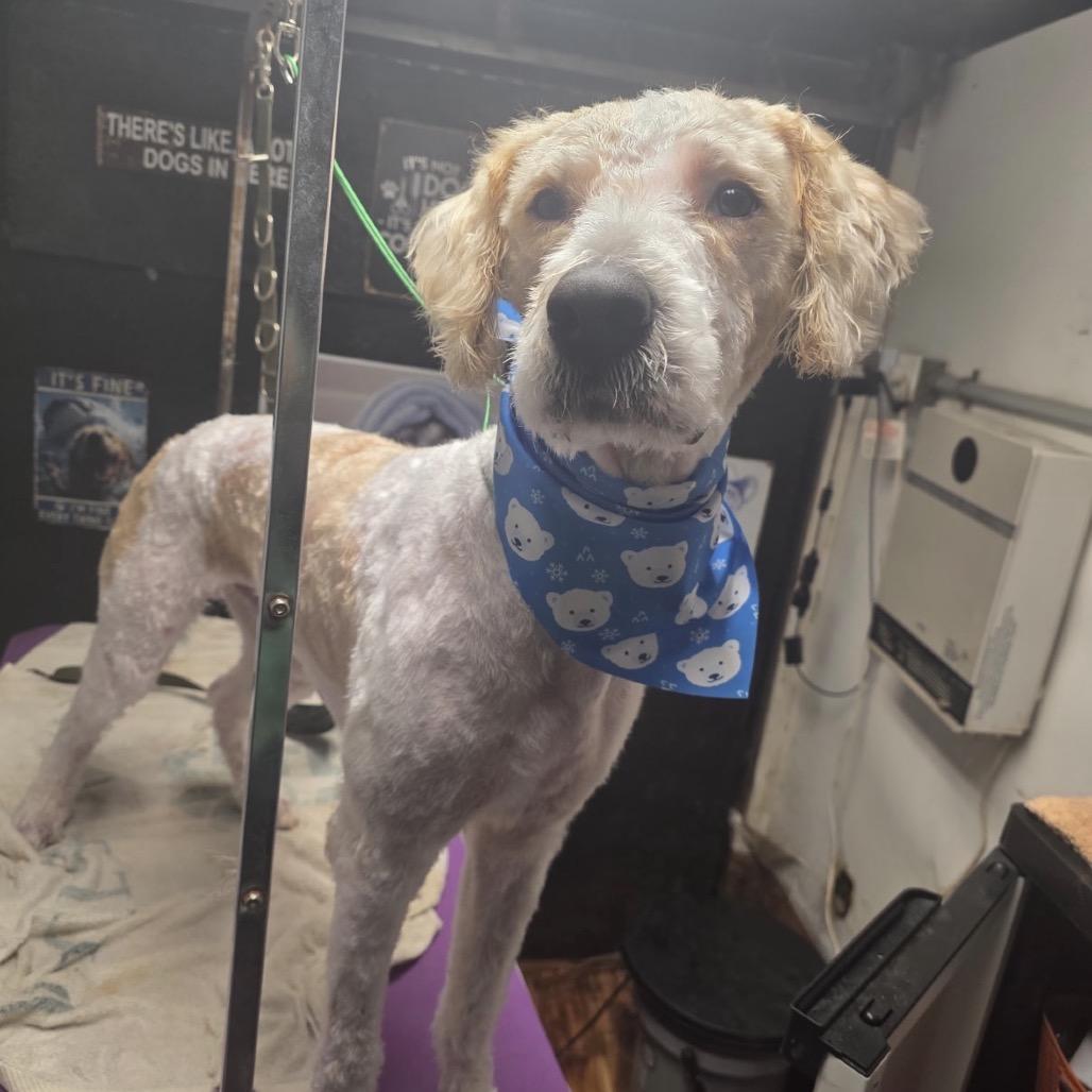 Enlarge Bentley, a Adoptable mixed breed in Easton, PA image 1/1