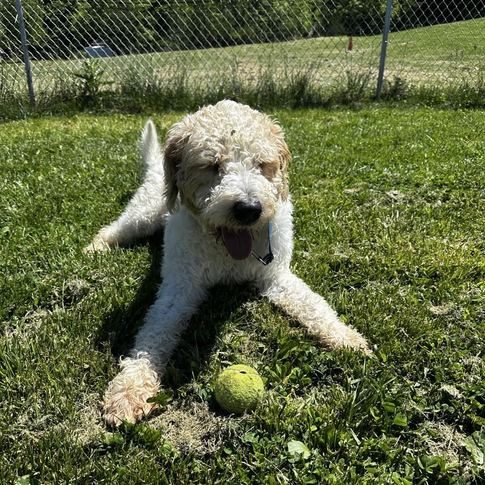 Bentley, a Adoptable mixed breed in Easton, PA image 5/5