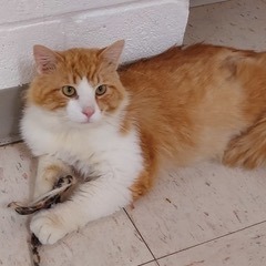 Enlarge Butterscotch ( aka Scotty), a Adopted mixed breed in Bardstown, KY image 1/9
