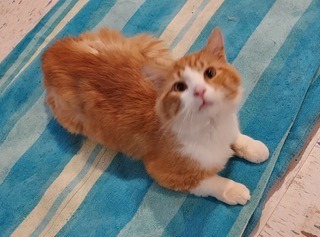 Enlarge Butterscotch ( aka Scotty), a Adopted mixed breed in Bardstown, KY image 2/9