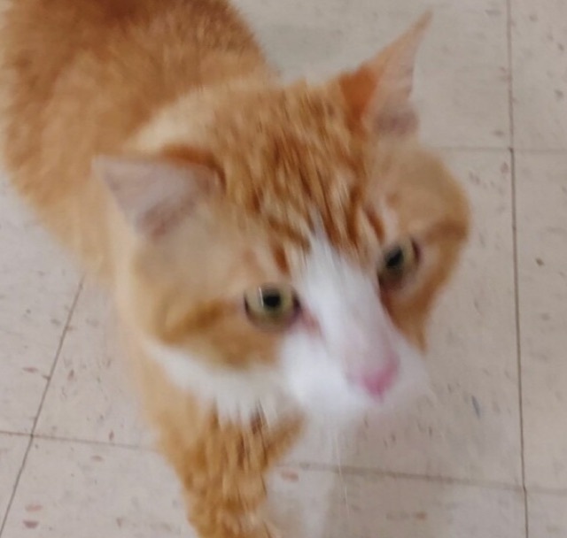 Enlarge Butterscotch ( aka Scotty), a Adopted mixed breed in Bardstown, KY image 3/9