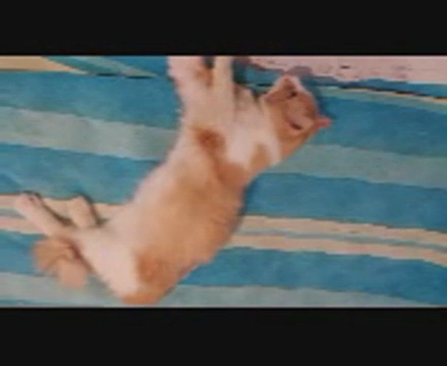 Enlarge Butterscotch ( aka Scotty), a Adopted mixed breed in Bardstown, KY video 8/9