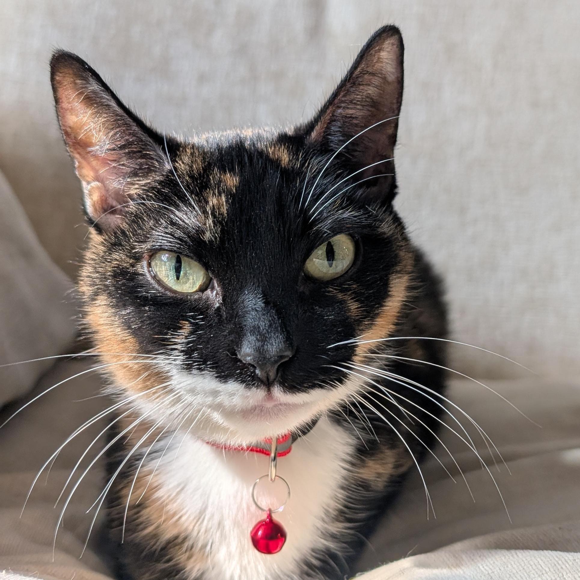 Enlarge Encore, a ADOPTABLE Calico in New York, NY image 6/6