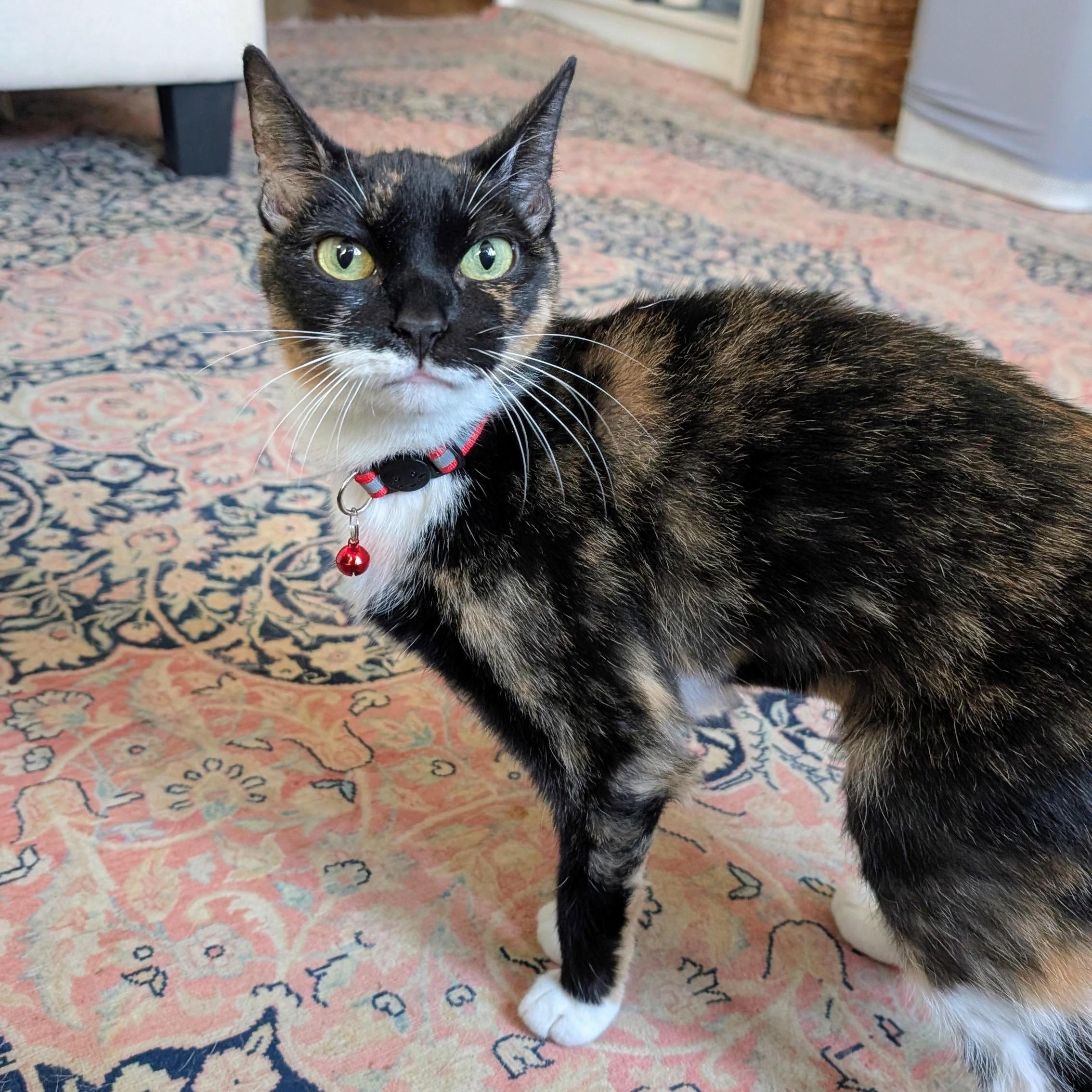 Enlarge Encore, a ADOPTABLE Calico in New York, NY image 5/6