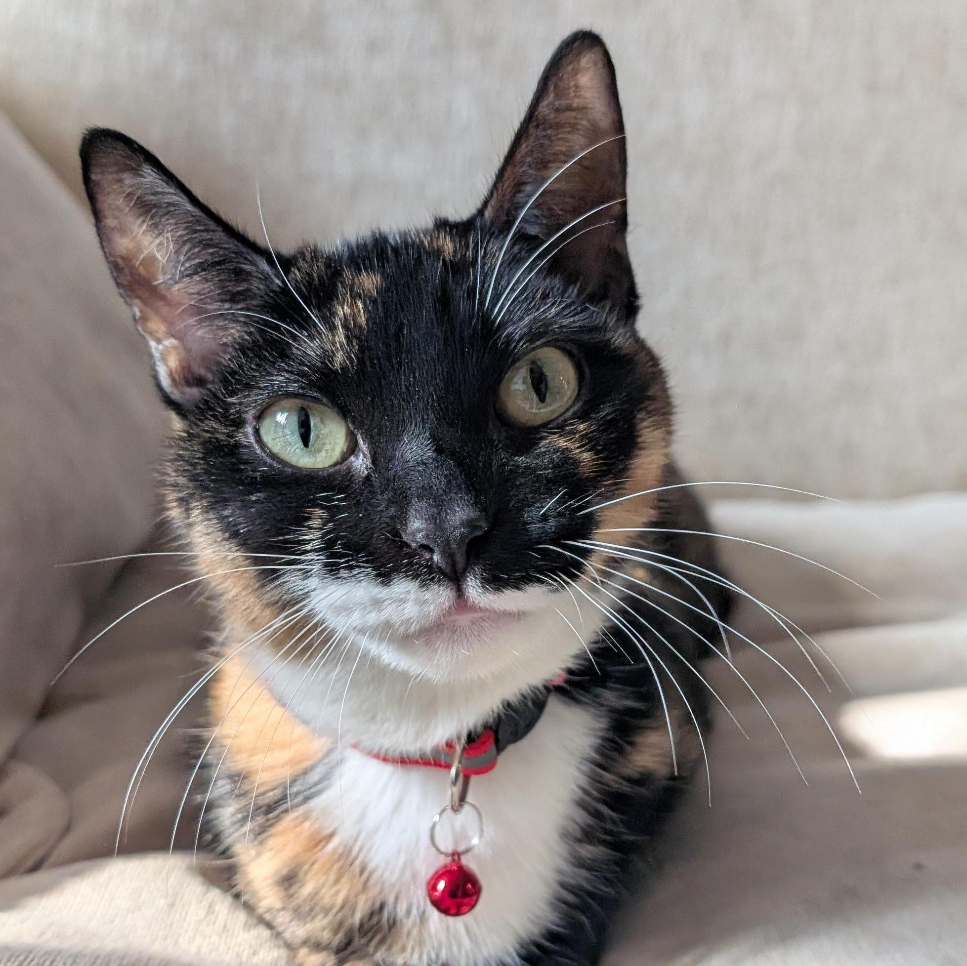 Enlarge Encore, a ADOPTABLE Calico in New York, NY image 1/6