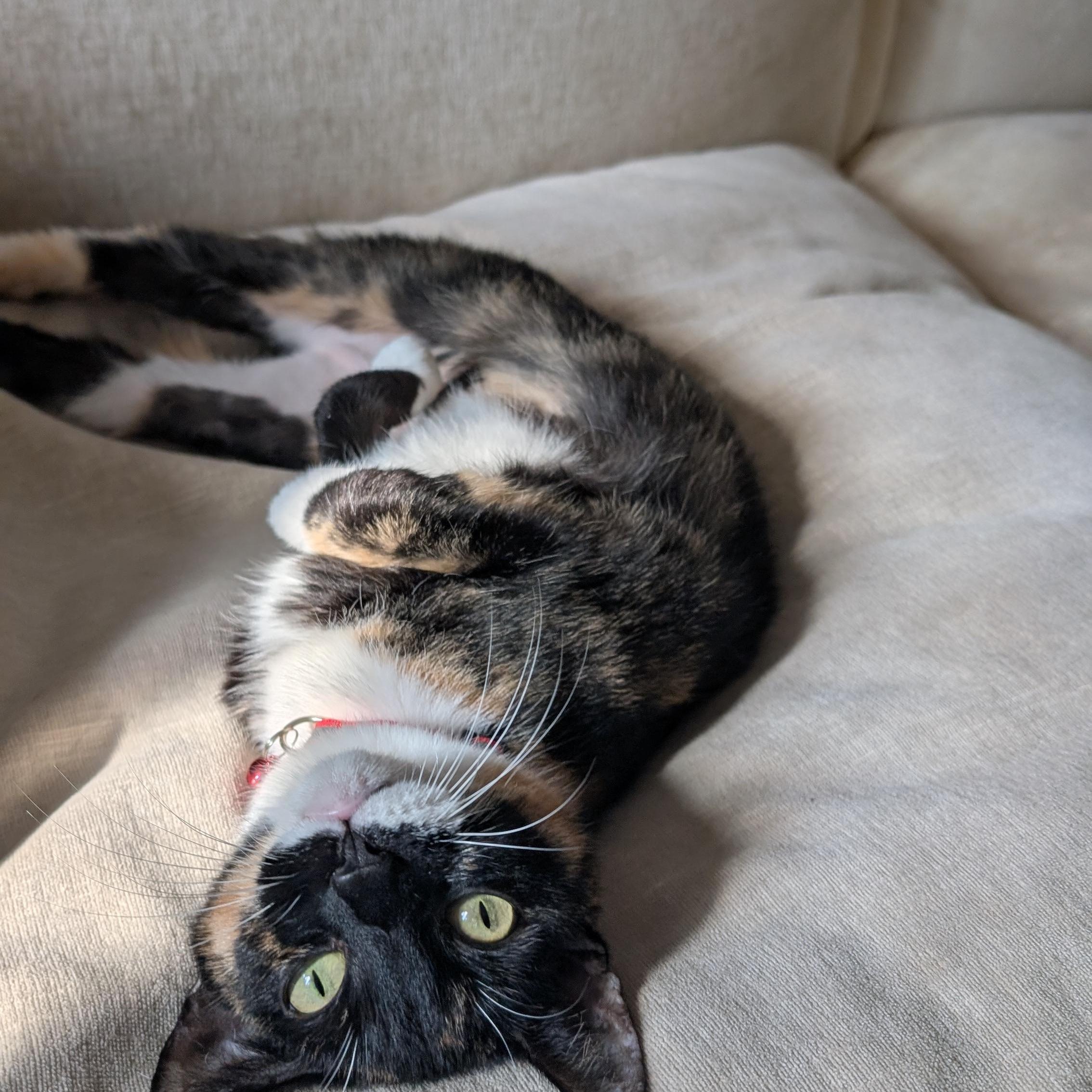 Enlarge Encore, a ADOPTABLE Calico in New York, NY image 3/6