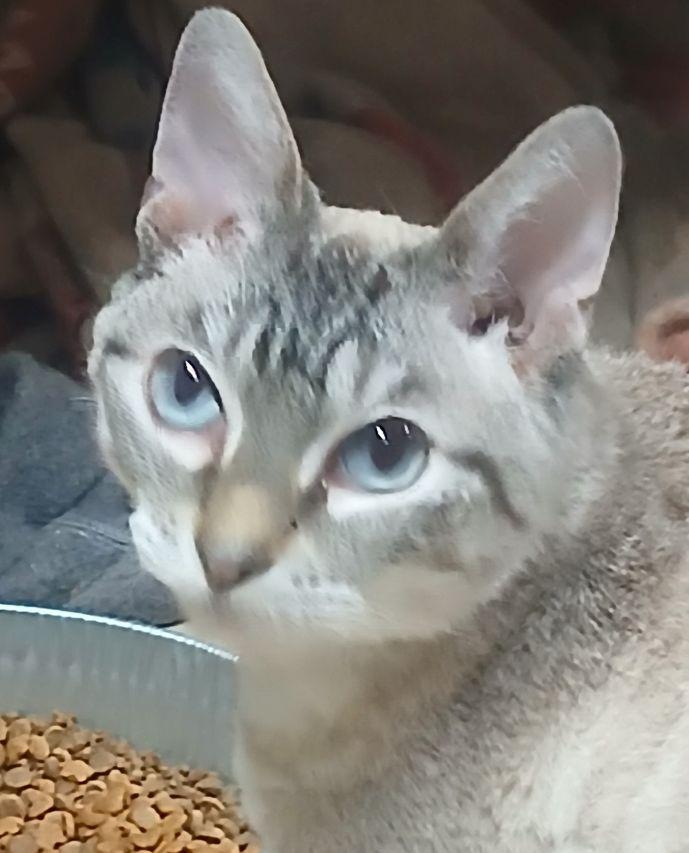 321398842, ADOPTABLE, Adult Female Siamese.