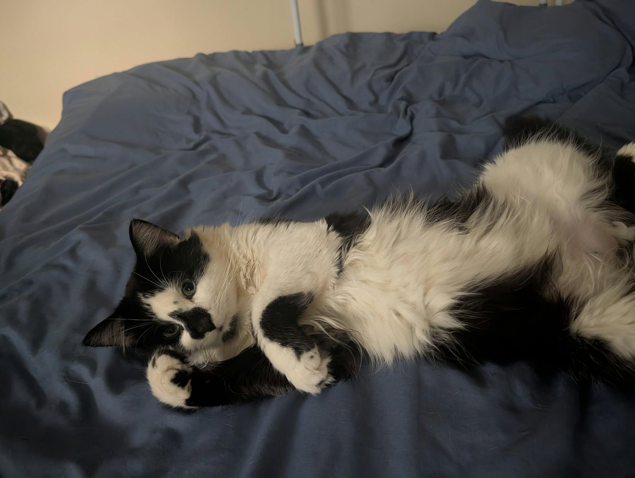Enlarge Catsby, a Adoptable Domestic Long Hair in Montreal, QC image 2/4