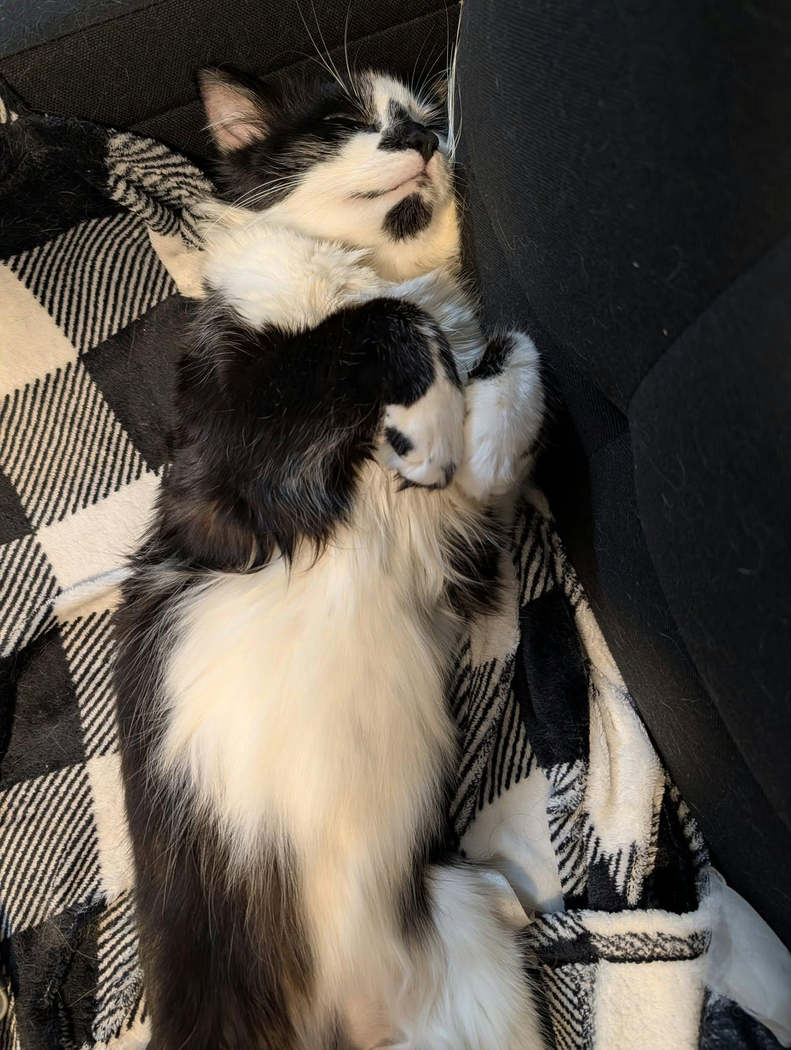 Enlarge Catsby, a Adoptable Domestic Long Hair in Montreal, QC image 1/4