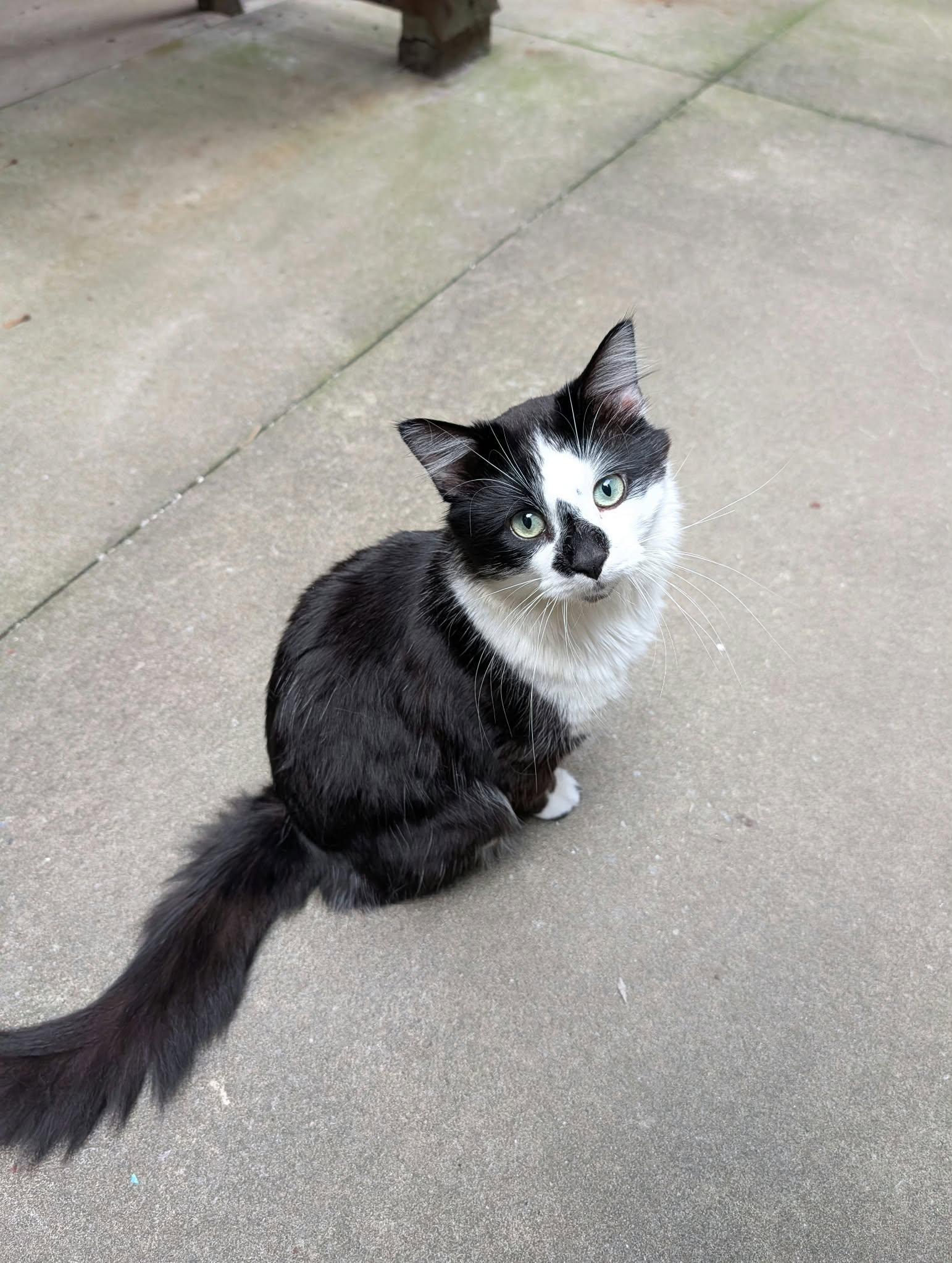 Enlarge Catsby, a Adoptable Domestic Long Hair in Montreal, QC image 4/4
