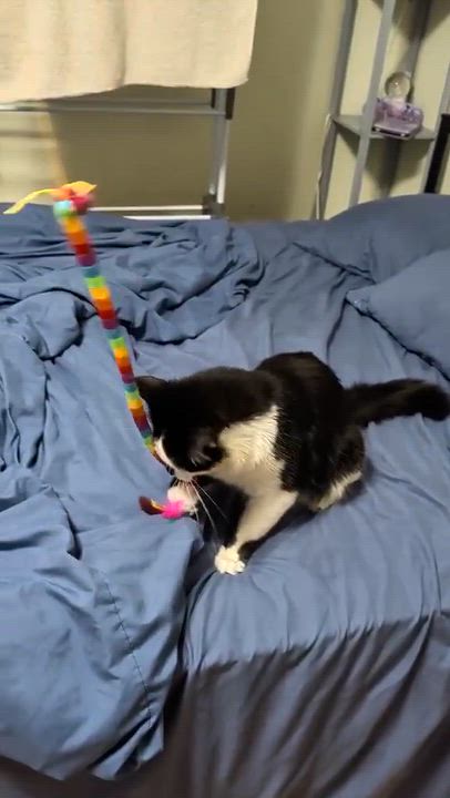 Enlarge Catsby, a Adoptable Domestic Long Hair in Montreal, QC video 3/4