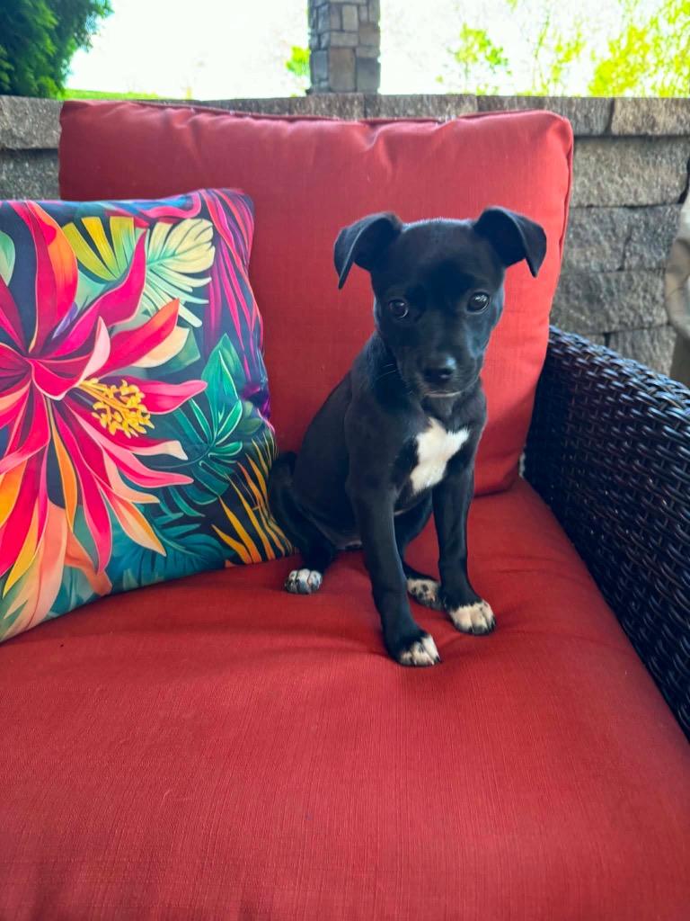 Jasper, Adoptable, Puppy Female Chihuahua.