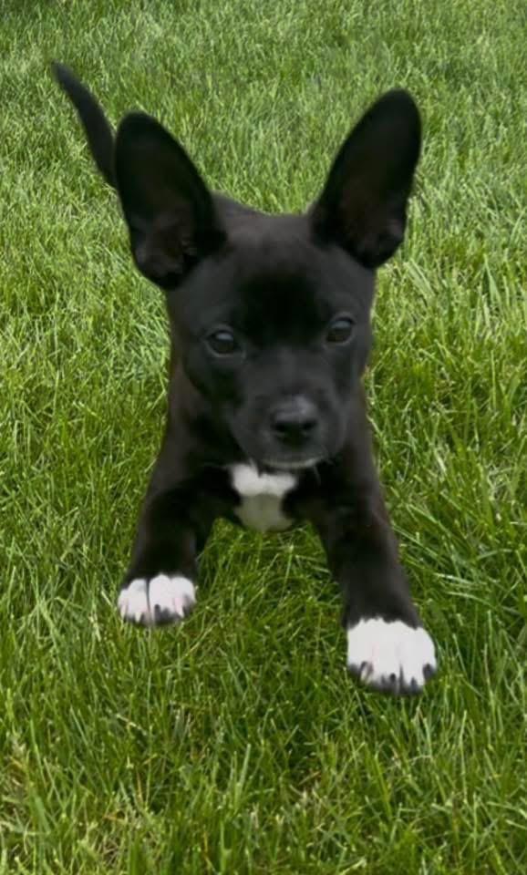Enlarge Jasper, a Adoptable mixed breed in Bristol, WI image 3/6