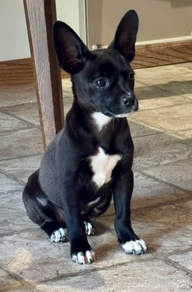 Enlarge Jasper, a Adoptable mixed breed in Bristol, WI image 5/6