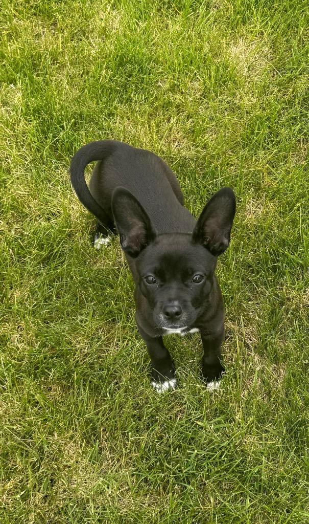 Enlarge Jasper, a Adoptable mixed breed in Bristol, WI image 6/6