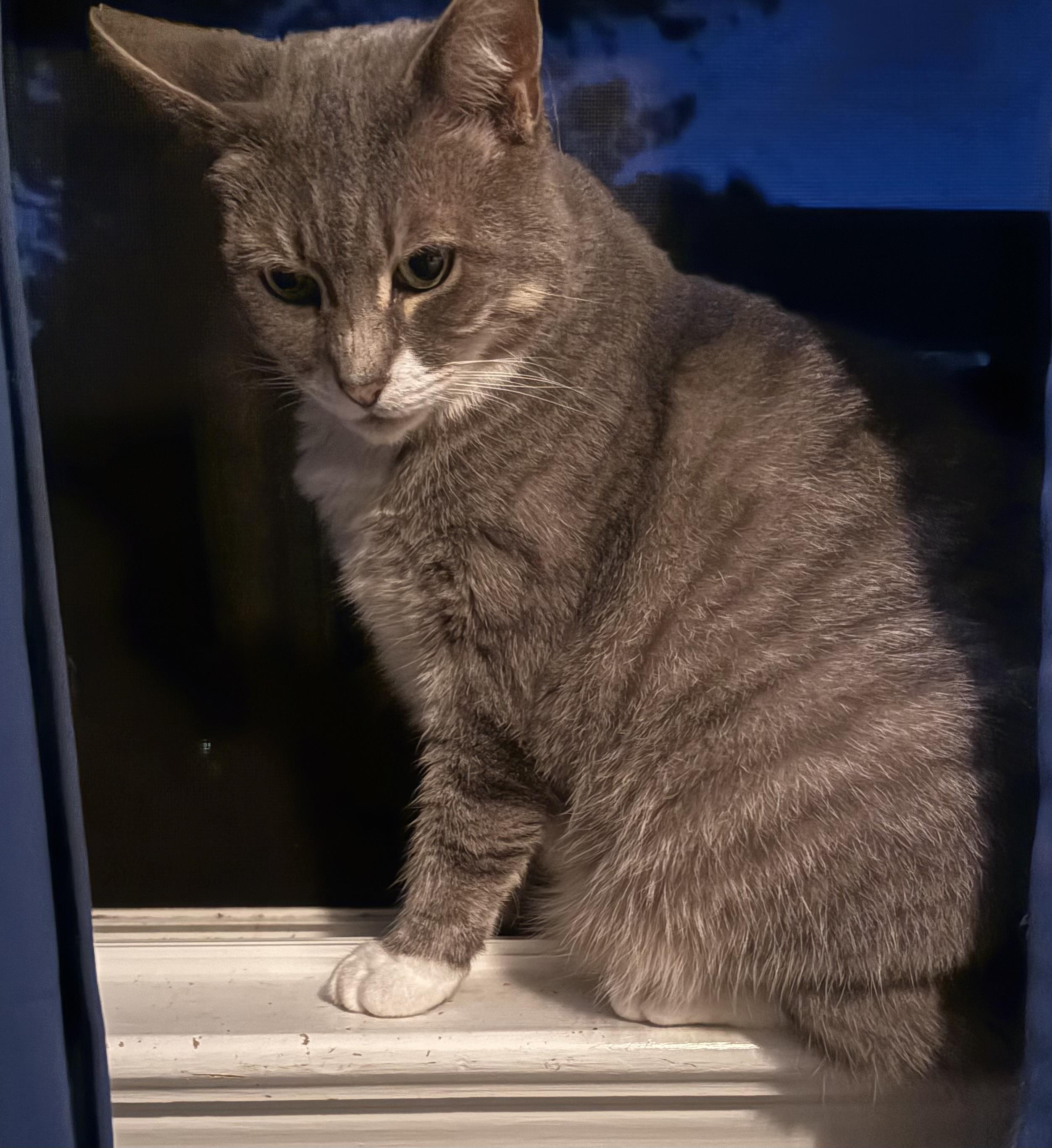 Enlarge Lily, a Adoptable Domestic Short Hair in Port Republic, MD image 1/1