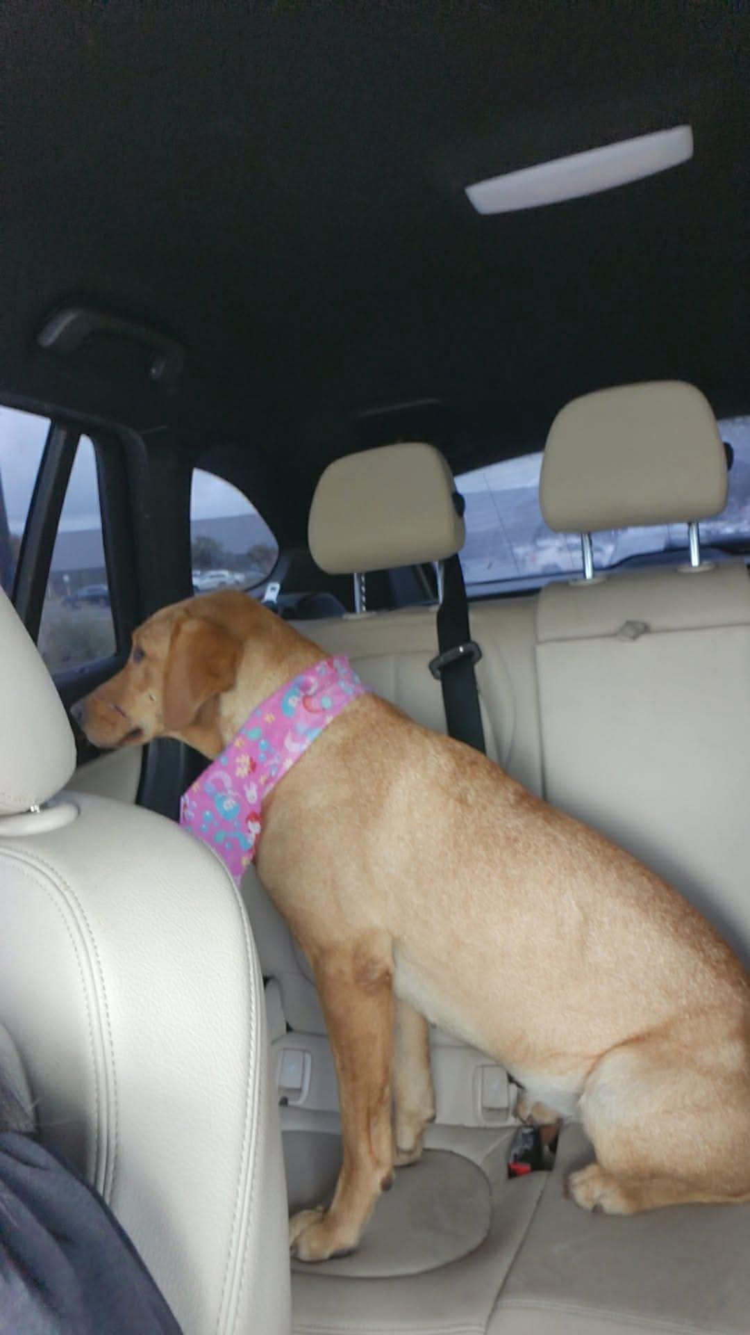 Enlarge Holly Belle, a ADOPTABLE mixed breed in Elkton, MD image 2/4