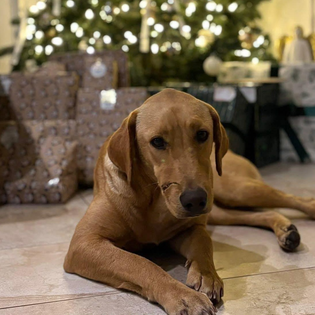 Enlarge Holly Belle, a ADOPTABLE mixed breed in Elkton, MD image 1/4