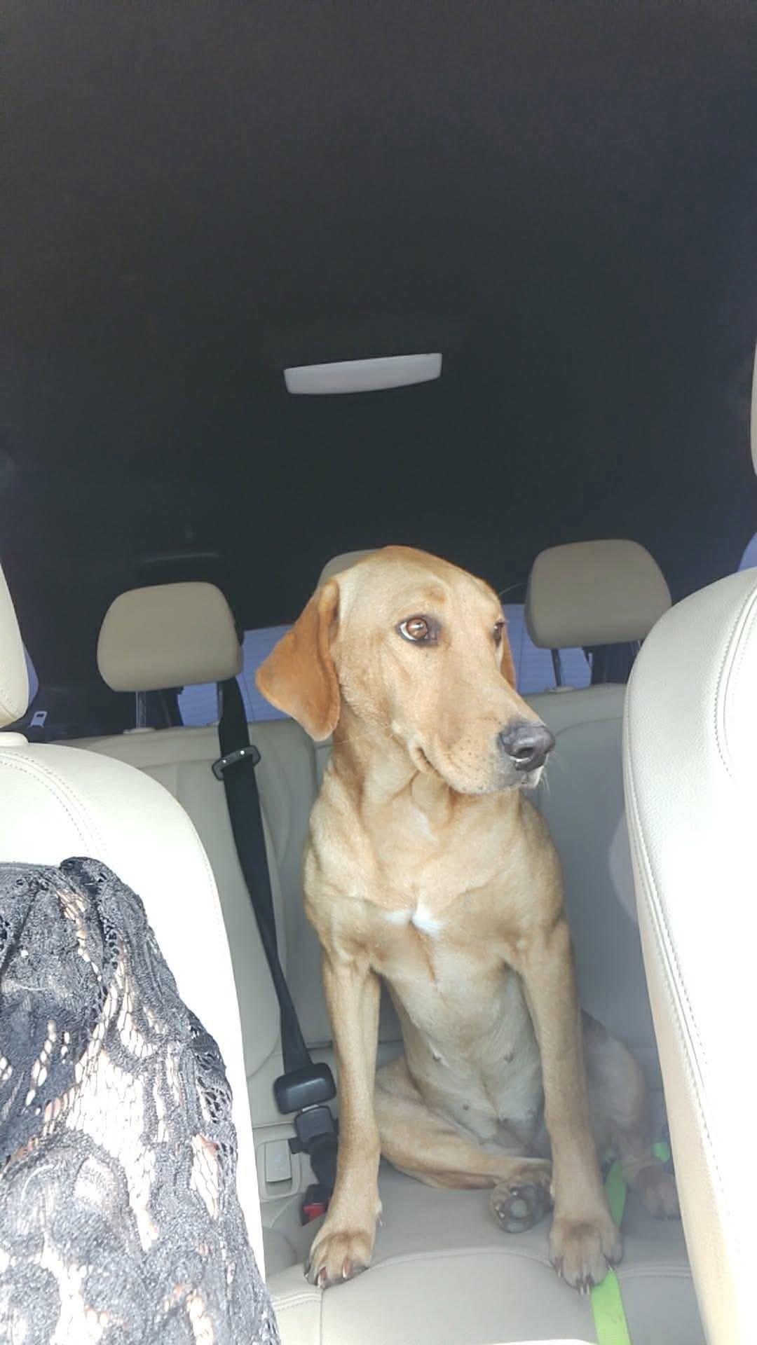 Enlarge Holly Belle, a ADOPTABLE mixed breed in Elkton, MD image 4/4