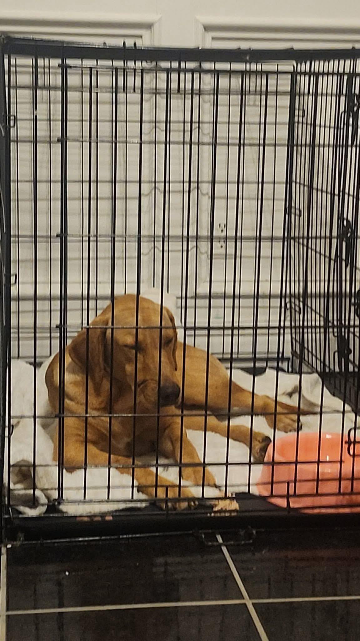 Enlarge Holly Belle, a ADOPTABLE mixed breed in Elkton, MD image 3/4