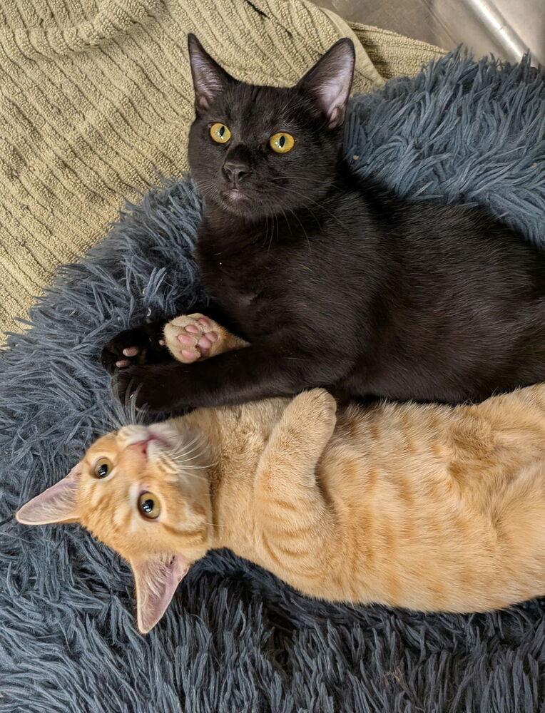 Enlarge Zest, a Adoptable mixed breed in Orlando, FL image 1/5