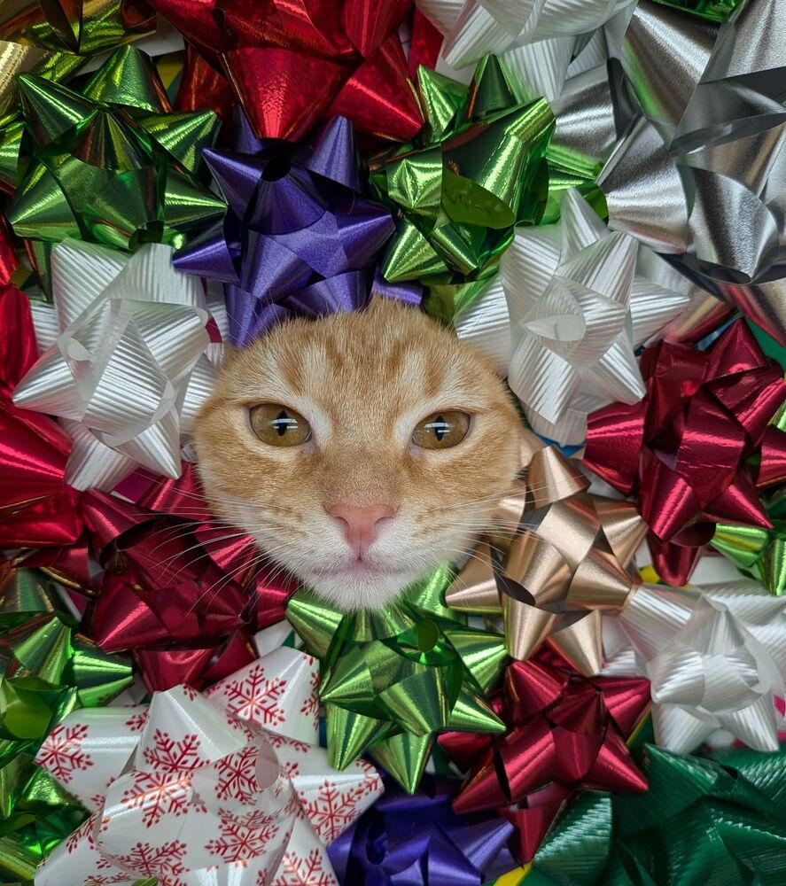 Enlarge Zest, a Adoptable mixed breed in Orlando, FL image 2/5