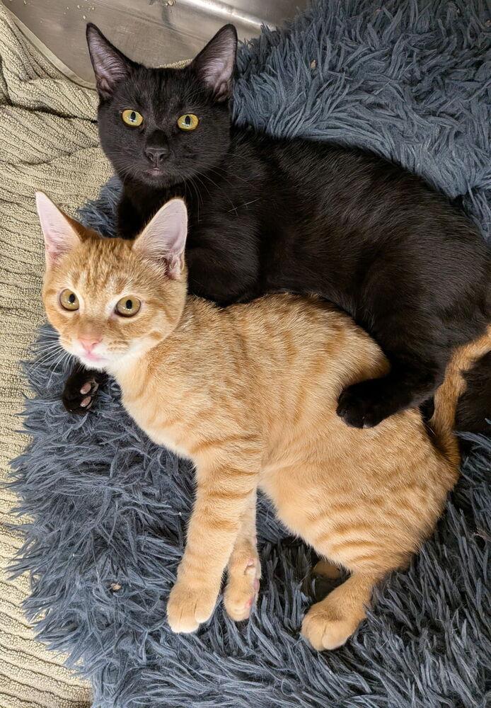 Enlarge Zest, a Adoptable mixed breed in Orlando, FL image 4/5