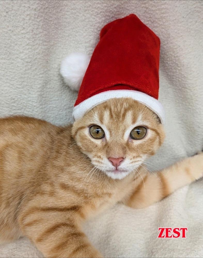 Enlarge Zest, a Adoptable mixed breed in Orlando, FL image 5/5