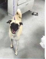 Enlarge Bandit (A1678163), a Adoptable mixed breed in Pahrump, NV image 1/1