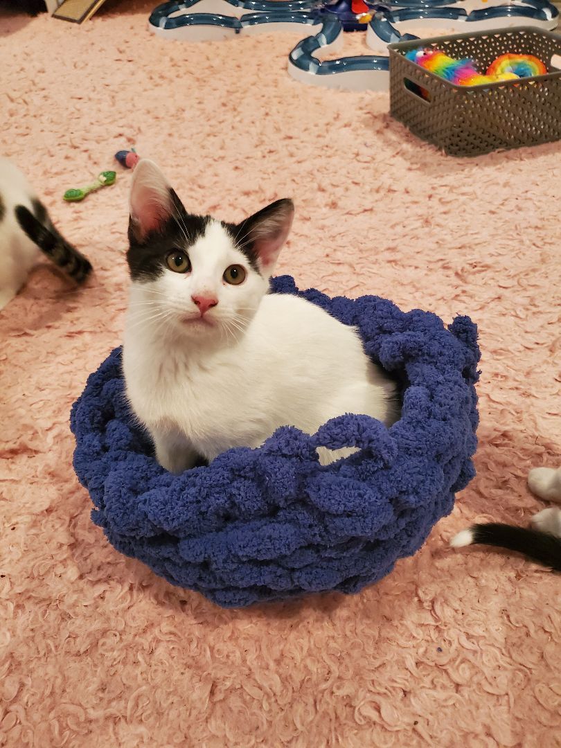 Savarin, Adopted, Kitten Male Domestic Short Hair.