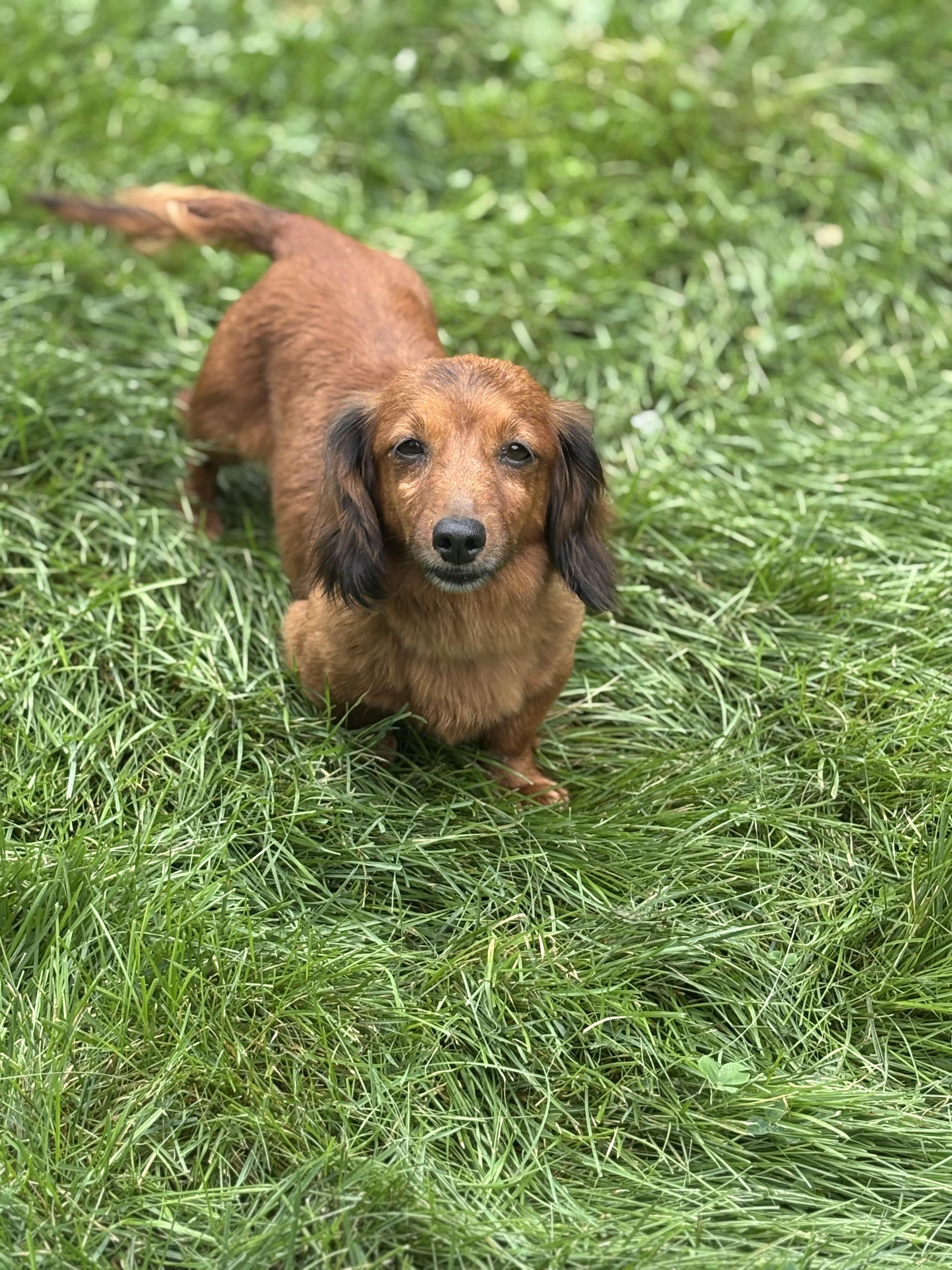 Enlarge Ruby, a Adopted Dachshund in Peebles, OH image 3/6