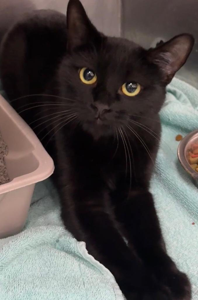 Enlarge Scarlett, a Adoptable mixed breed in Little Rock, AR image 1/1