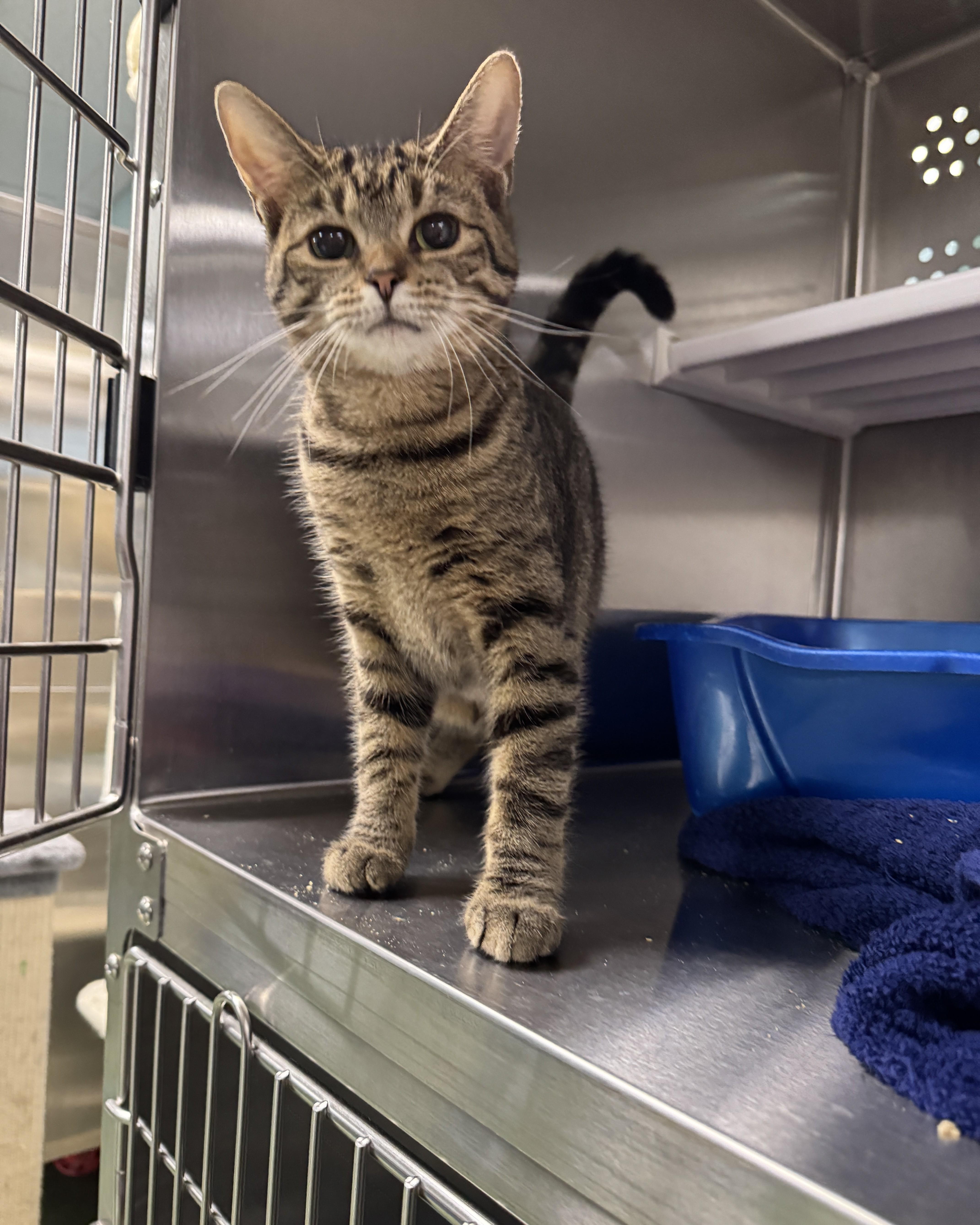 Pandora, adopted, Young Female Domestic Short Hair.