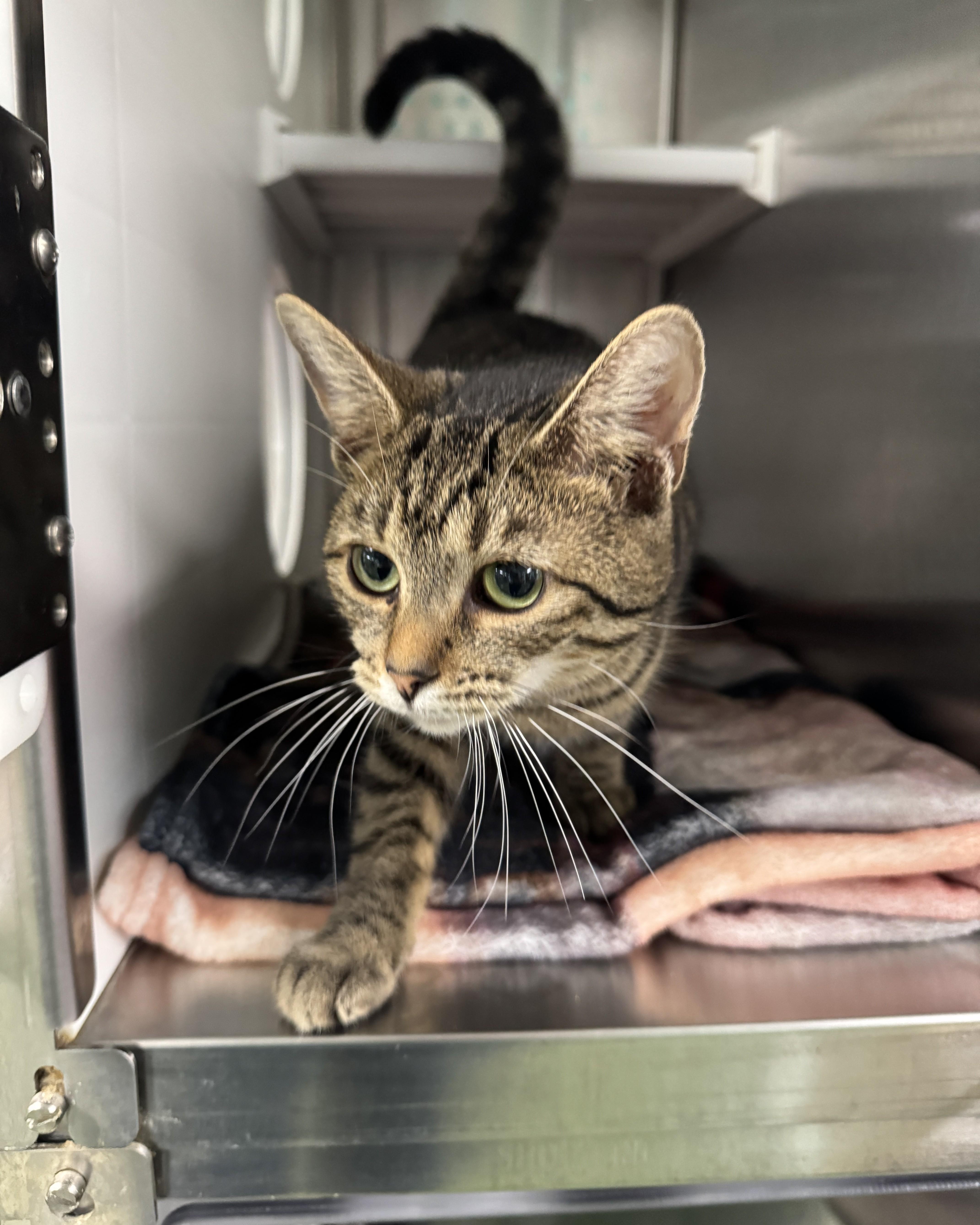 Pandora, an adopted Domestic Short Hair in Seneca, PA image 5/5