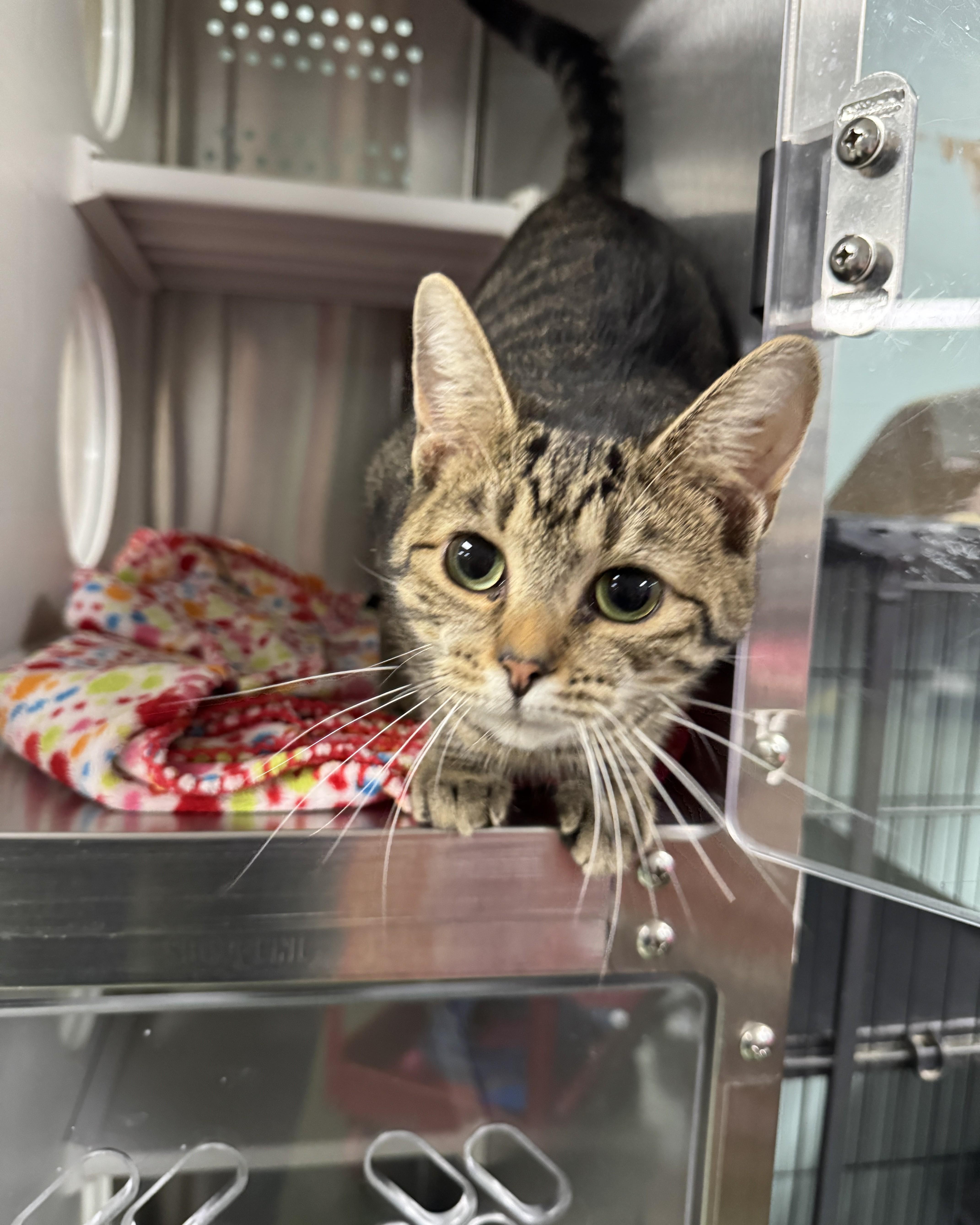 Pandora, an adopted Domestic Short Hair in Seneca, PA image 4/5
