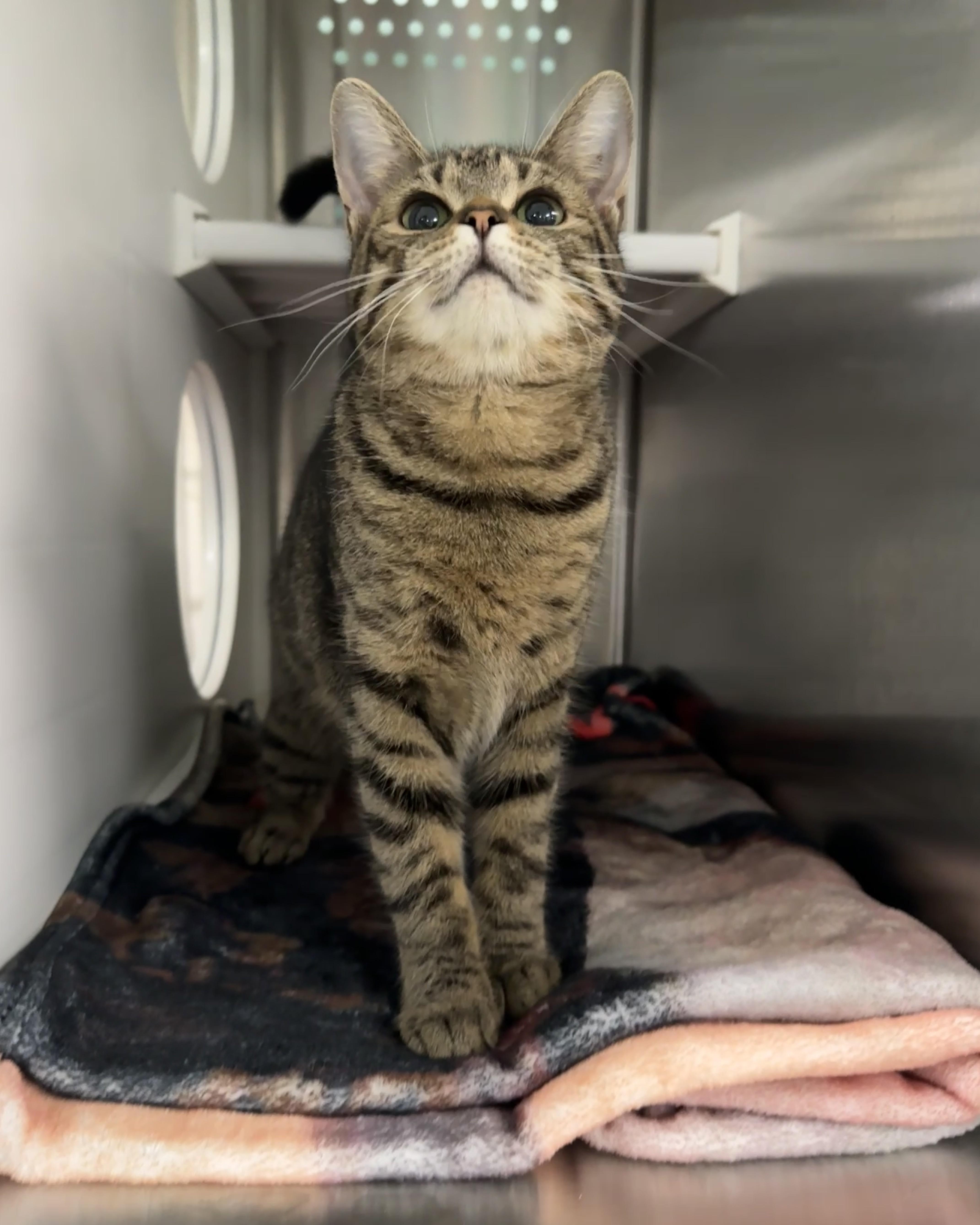 Pandora, an adopted Domestic Short Hair in Seneca, PA image 2/5