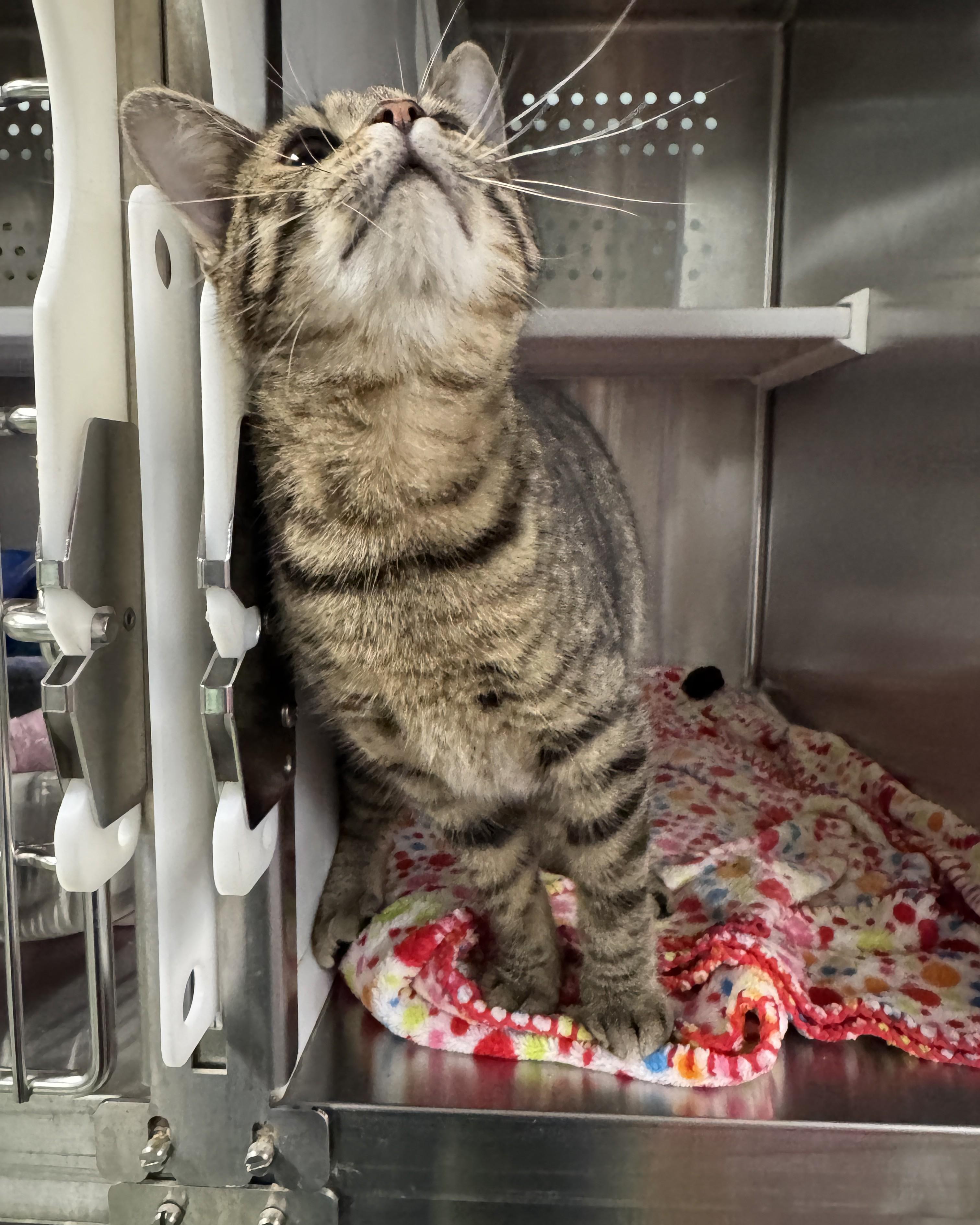 Pandora, an adopted Domestic Short Hair in Seneca, PA image 3/5