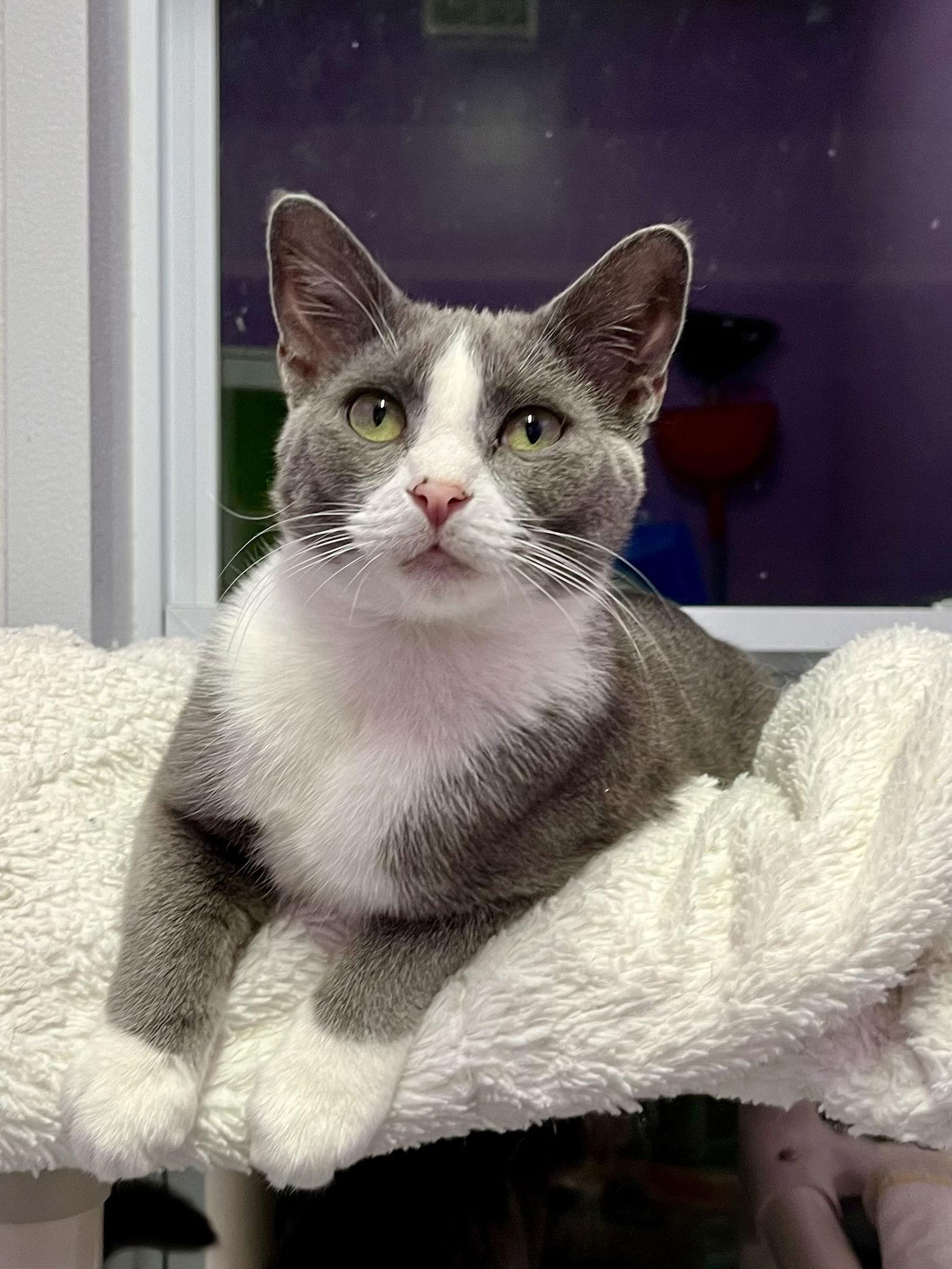 Enlarge Boomer, a Adopted Domestic Short Hair in Estherville, IA image 1/3