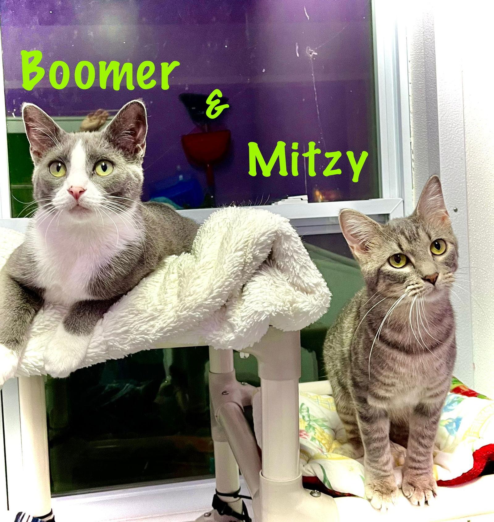 Enlarge Boomer, a Adopted Domestic Short Hair in Estherville, IA image 2/3